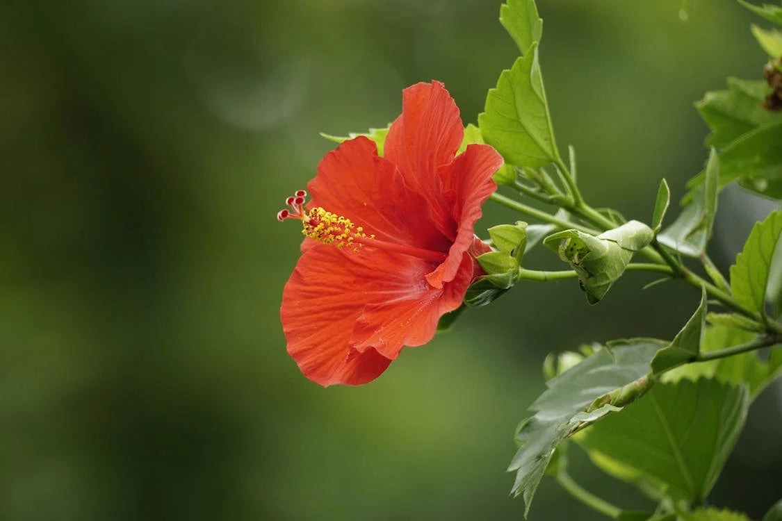 Hibiscus